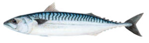Makríll, Mackerel, Atlantic mackerel, Scomber scombrus, Pelagic, Skombry, Makrel, Makreel, Paapje, Pikkumakrilli, Scombro, Skumbre, Makrell, Makrela, Cavala