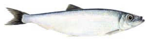 Síld, Clupea harengus, Atlantic herring, Herring, Haring, silli, Hareng, Areng Atlantique, Hareng de l´Atlantique, Sill, pelagic