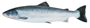 Atlantic Salmon, Salmo salar, lax, Salmonid, Salmó, Laks, Breeder, Fiddler, Smolt, Laksur, Lachs, Salmone atlantico