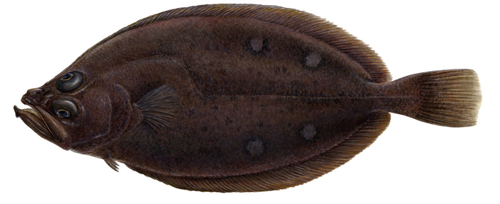 Flatfish species - Marz Seafood