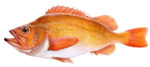 Golden Redfish, Sebastes marinus, Sebastes norvegicus, Rose fish, S. norvegicus, Rødfisk, Stor rødfisk, Karfi, Roodbaars, Bream, Red-fish, Ocean perch, Gullkarfi