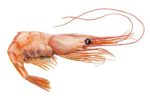 Pandalus borealis, Rækja, Coldwater prawn, pink shrimp, deepwater prawn, deep-sea prawn, great northern prawn, crevette nordique, northern shrimp